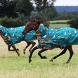 Dogs Print 200g Combo Turnout Rug image #2