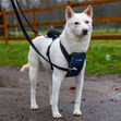 Car Safe Crash Tested Harness image #3