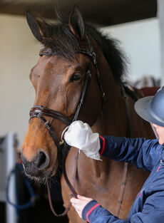 Belvoir Tack Cleaner Mitt