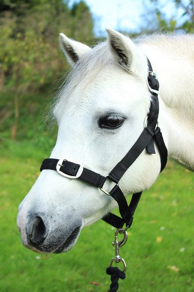 Black Nylon Headcollar and Lead Rope