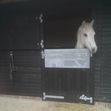 Customised Painted Stable Doors image #4