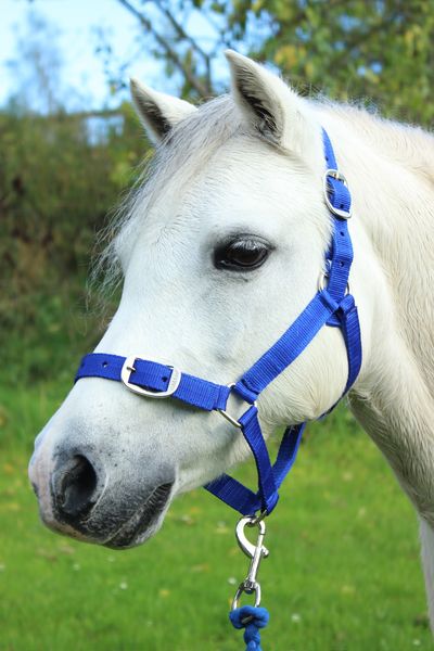 Royal Blue Nylon Headcollar and Lead Rope Set