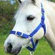 Royal Blue Nylon Headcollar and Lead Rope Set