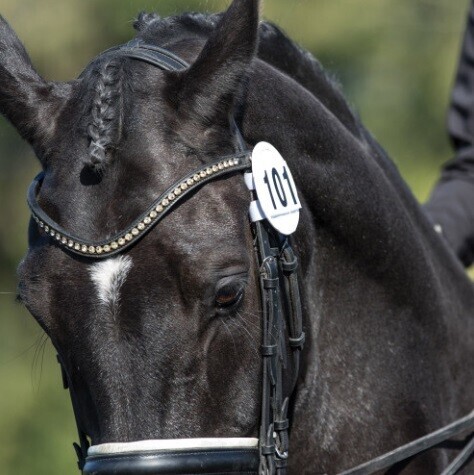Equetech - BRIDLE NUMBER HOLDERS image #2