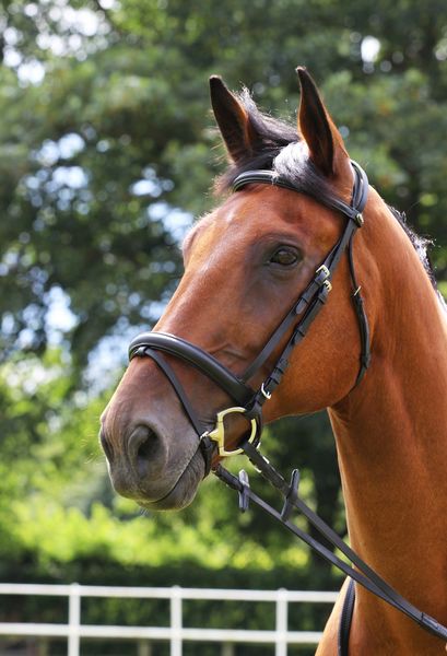 Comfort Bridle and Rubber Reins image #2
