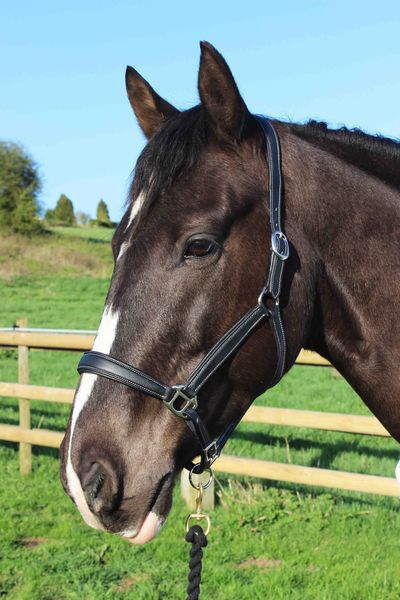 Buttersoft Leather Headcollar image #1