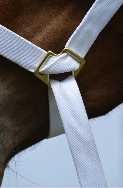 (3/4") 20 MM FULLY ADJUSTABLE WHITE WEB HALTER PONY FOAL OR TINY PONY image #2