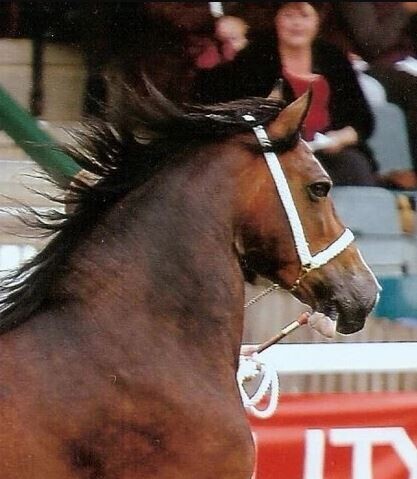 8 STRAND (1"+) PLAITED HALTER WITH CHAIN AND ROPE LEAD image #2