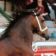 8 STRAND (1"+) PLAITED HALTER WITH CHAIN AND ROPE LEAD image #2