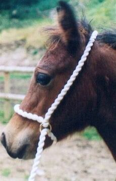 ADJUSTABLE HALTER ROPE