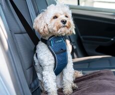 CarSafe Crash tested Dog Harness