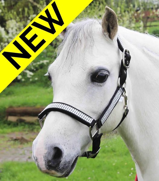 White Horse Equestrian Elegant Padded Stable Yard Pony Cob Horse Headcollar