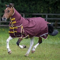 Horse & Pets