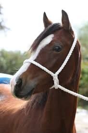 Traditional White Rope Halter  image #1