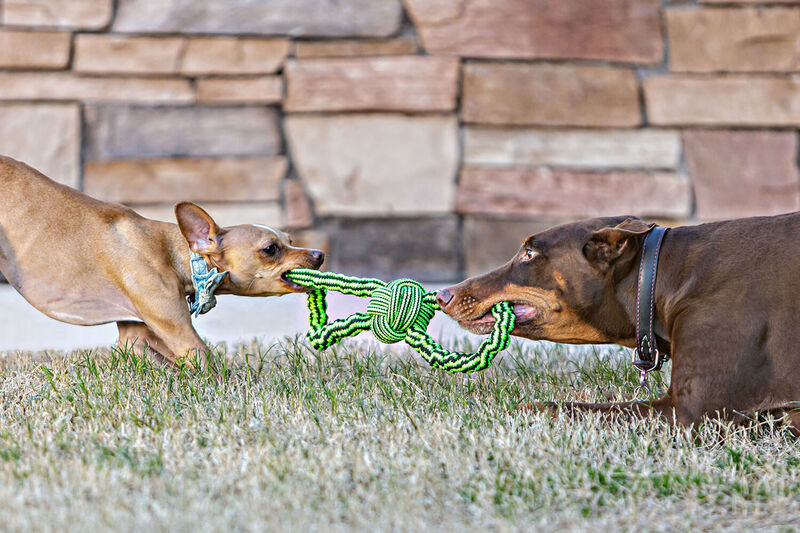  JOLLY PETS GENTLE TUG ROPE TOY image #2