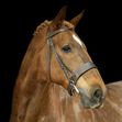 Leather Bridle - Hunter Style