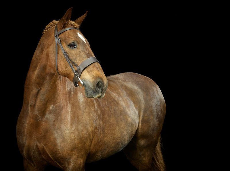 Leather Bridle - Hunter Style