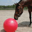 Horsemen's Pride Jolly Mega Ball Horse Toy image #2