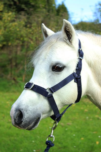 Navy Nylon Headcollar and Leadrope Set