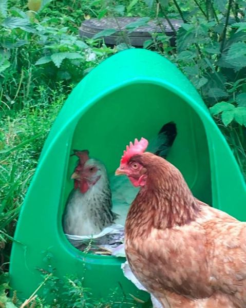 Poultry Palace Chicken Nest Box