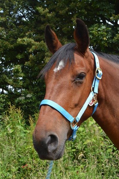 Padded Headcollar - Pony image #1