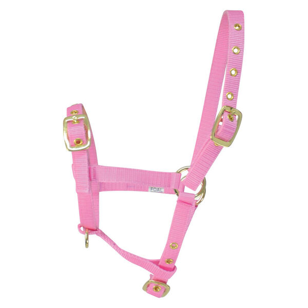 pink foal head collar