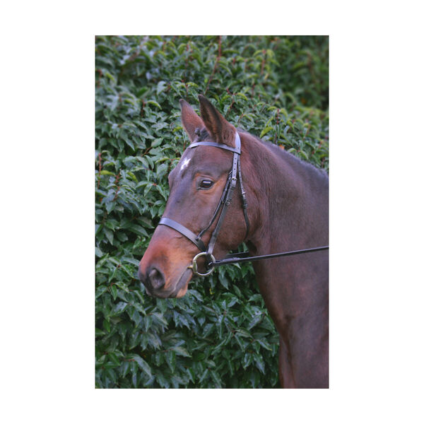 Hy Hunter Bridle with Rubber Grip Reins image #1