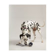 Joules Rubber and Rope Dog Toy image #2