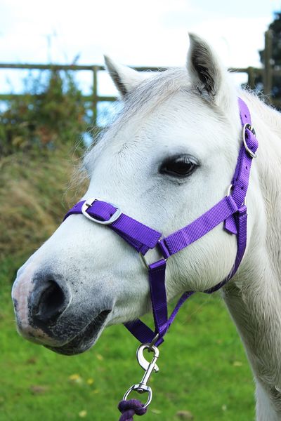 Purple Nylon Headcollar &amp; Leadrope