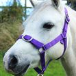 Purple Nylon Headcollar &amp; Leadrope