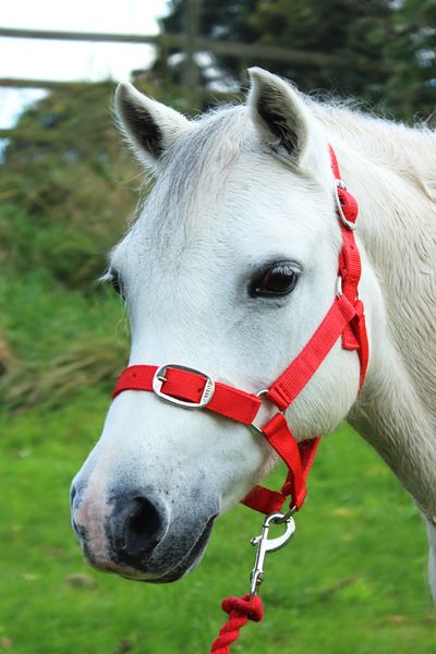 Red Nylon Headcollar and Lead Rope