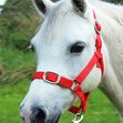 Red Nylon Headcollar and Lead Rope