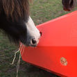 Hay Roller - Pony image #3