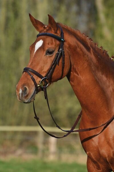 StÃ¼bben Snaffle Bridle 2300 Leitrim - Combined noseband image #1