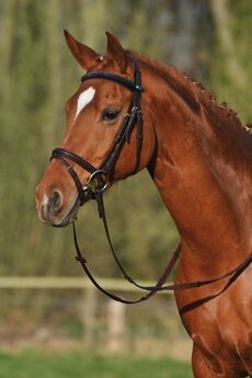 Stübben Snaffle Bridle 2300 Leitrim - Combined noseband