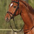 StÃ¼bben Snaffle Bridle 2300 Leitrim - Combined noseband image #1